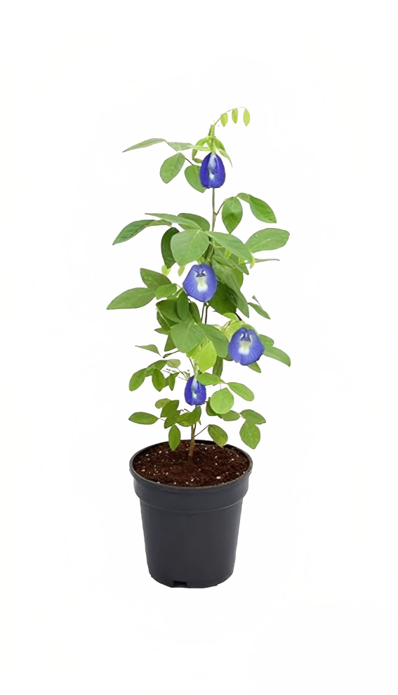 Buy Clitoria Blue Tea - Pot Size 15cm Online | Agriculture Plants | Qetaat.com