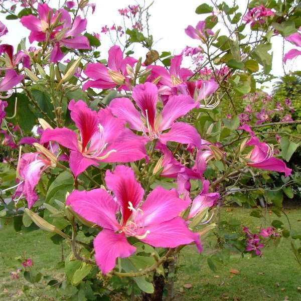 Buy Bauhinia Purpurea - Pot Size 15cm Online | Agriculture Plants | Qetaat.com