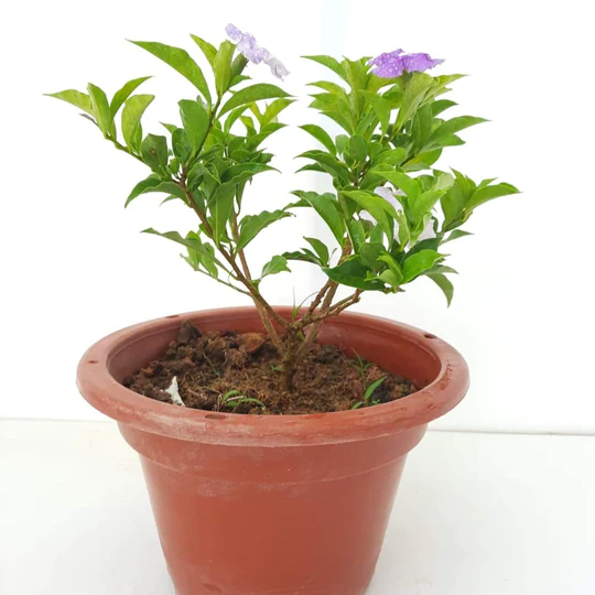 Buy Brunfelsia - Pot Size 15cm Online | Agriculture Plants | Qetaat.com