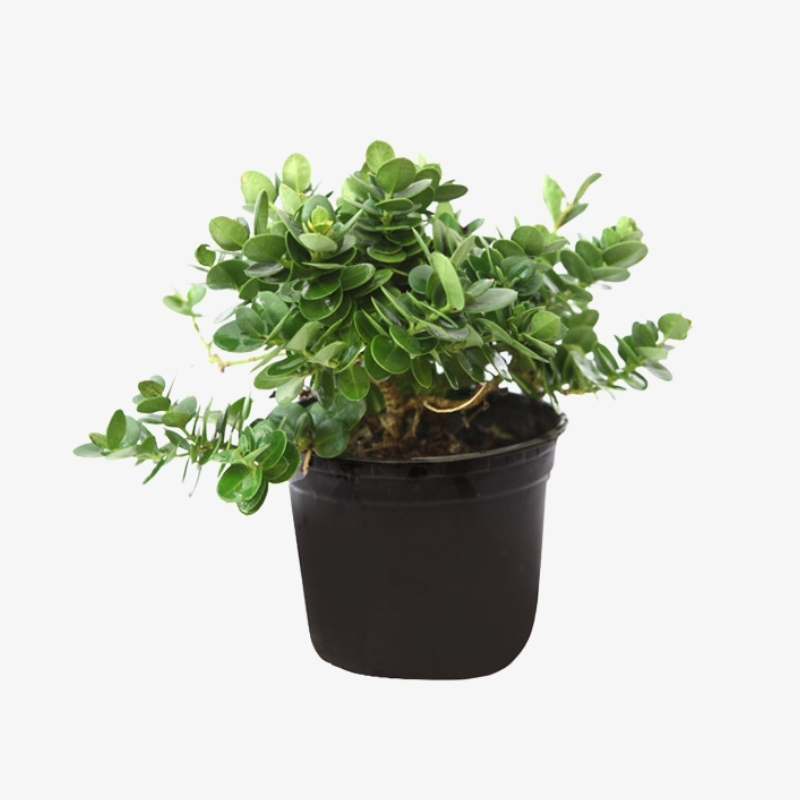 Buy Carissa Grandiflora - Pot Size 15cm Online | Agriculture Plants | Qetaat.com