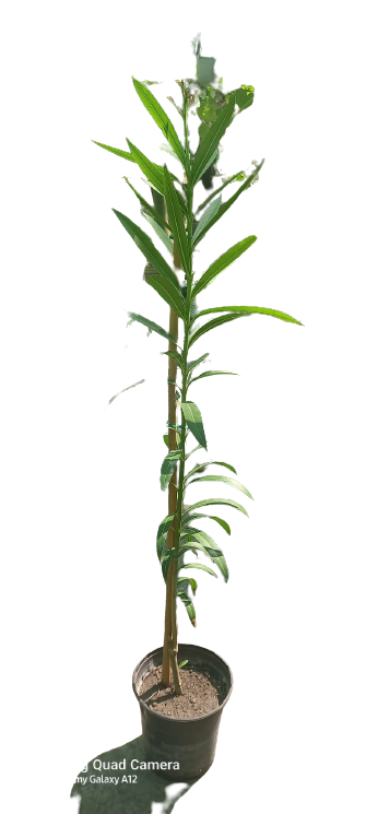 Buy Oleander - Pot Size 15cm Online | Agriculture Plants | Qetaat.com