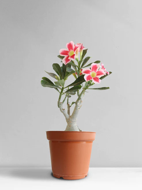Buy Adenium - Pot Size 21cm Online | Agriculture Plants | Qetaat.com