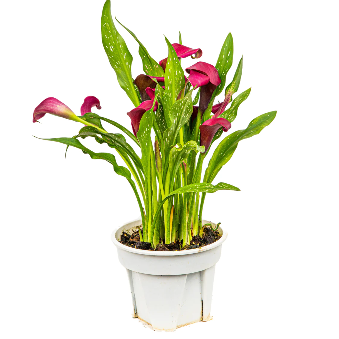 Buy Canna - Pot Size 15cm Online | Agriculture Plants | Qetaat.com