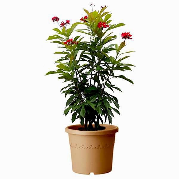 Buy Jatropha - Pot Size 15cm Online | Agriculture Plants | Qetaat.com