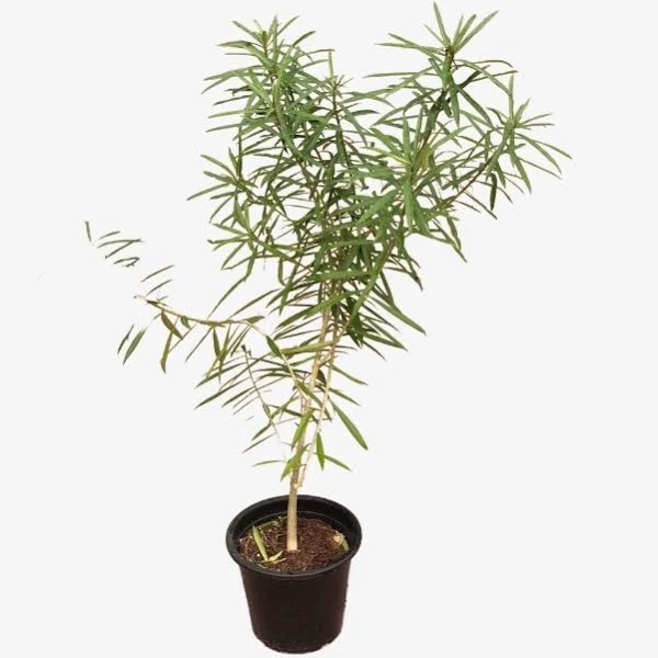 Buy Thevetia (Tafeesha) - Pot Size 15cm Online | Agriculture Plants | Qetaat.com