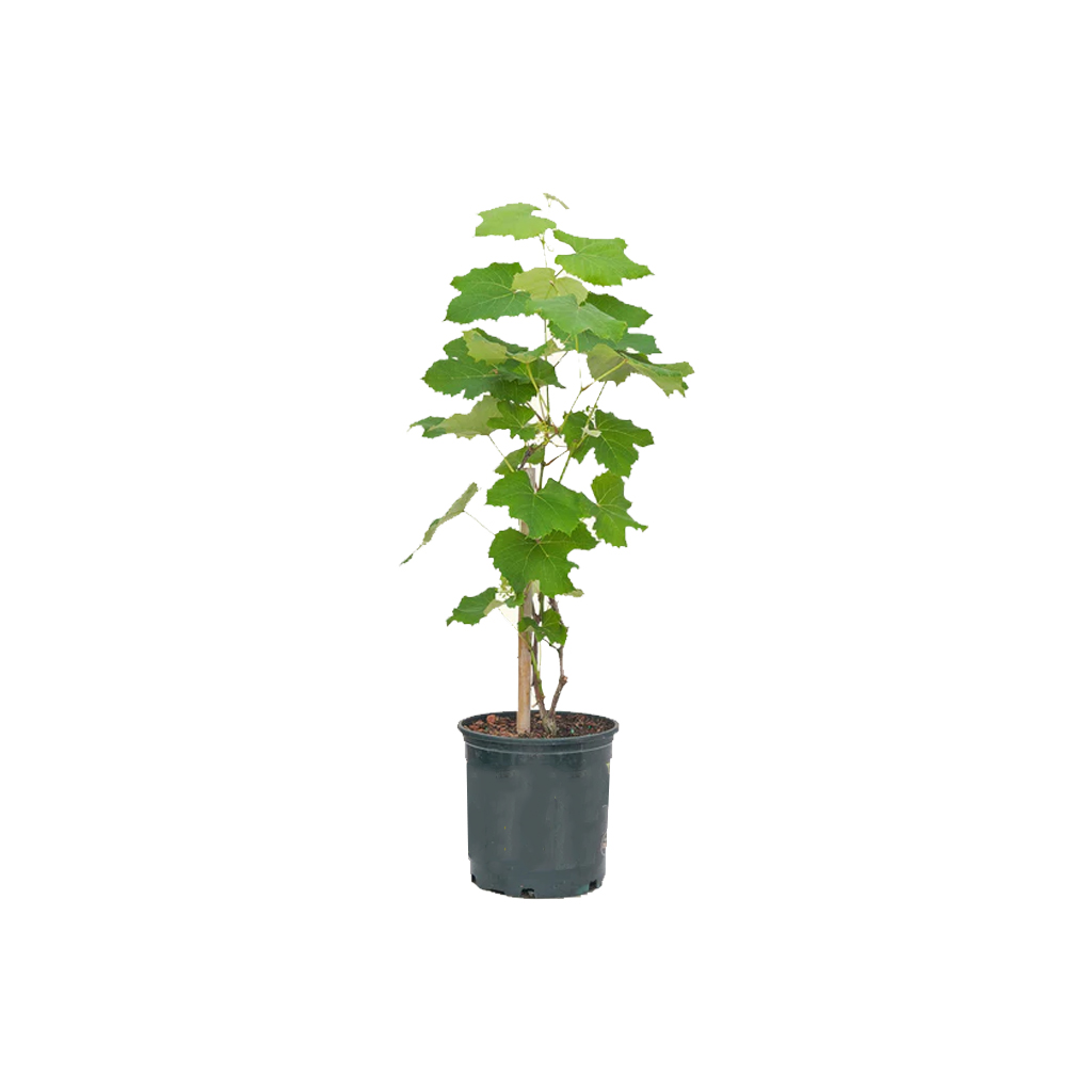 Buy Grape Egypt - Pot Size 33cm Online | Agriculture Plants | Qetaat.com