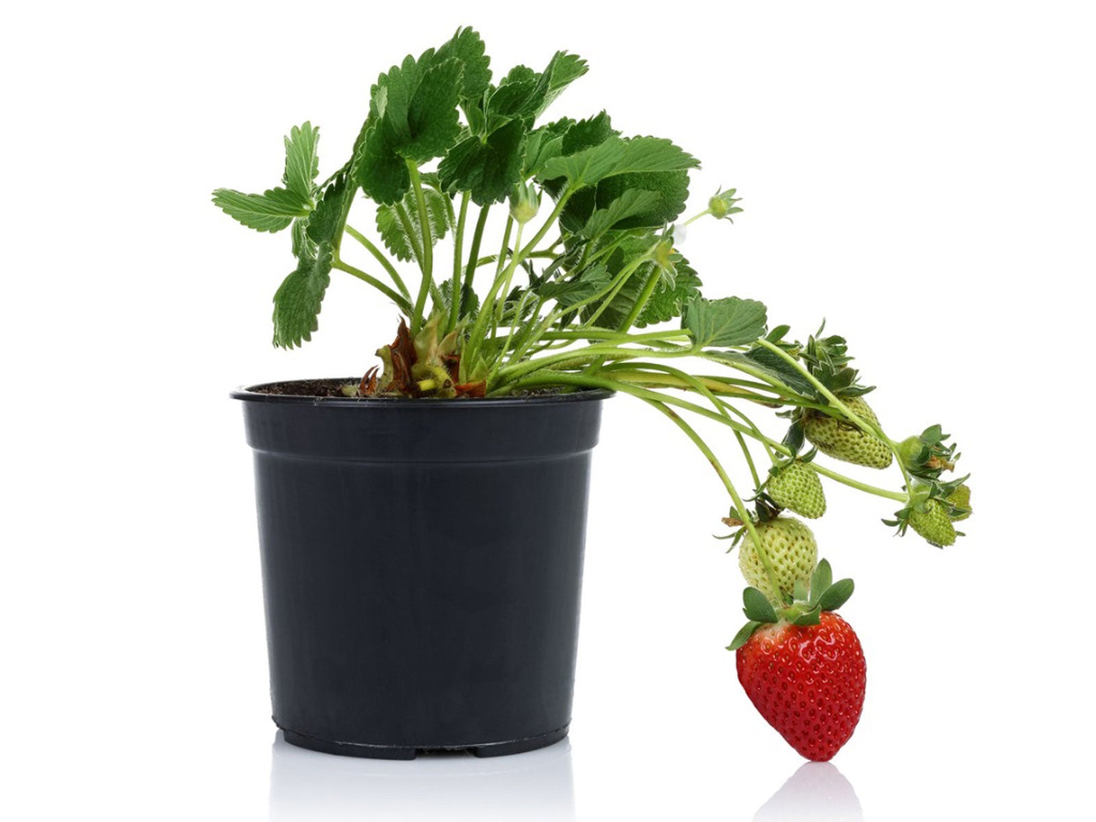 Buy Strawberry - Pot Size 9cm Online | Agriculture Plants | Qetaat.com