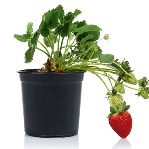 Strawberry - Pot Size 9Cm