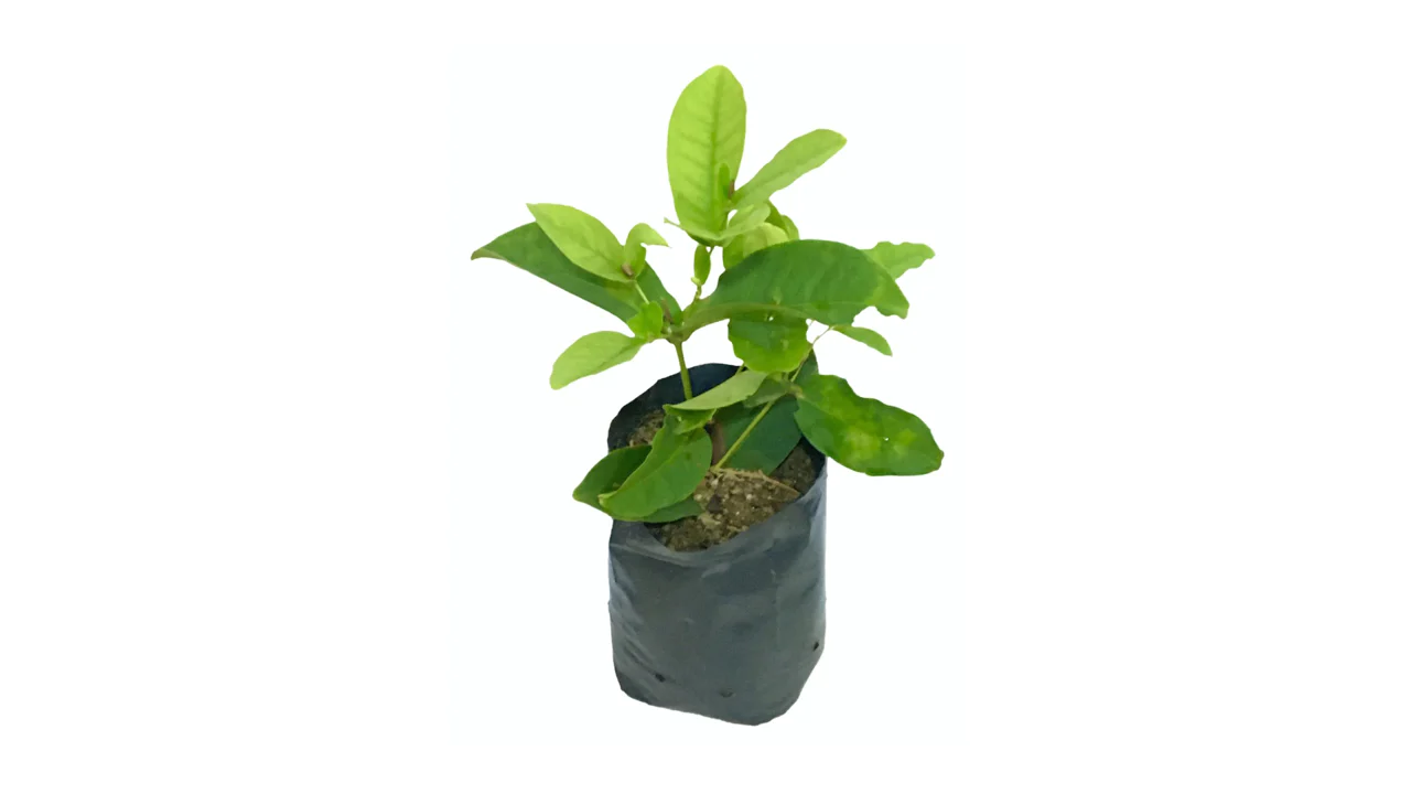 Buy Rose Apple - Pot Size 27cm Online | Agriculture Plants | Qetaat.com