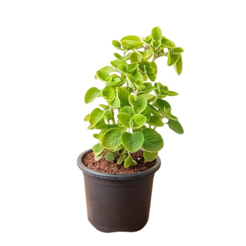 Buy Oregano - Pot Size 9cm Online | Agriculture Plants | Qetaat.com