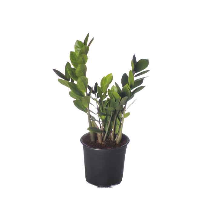 Zamioculcas 17