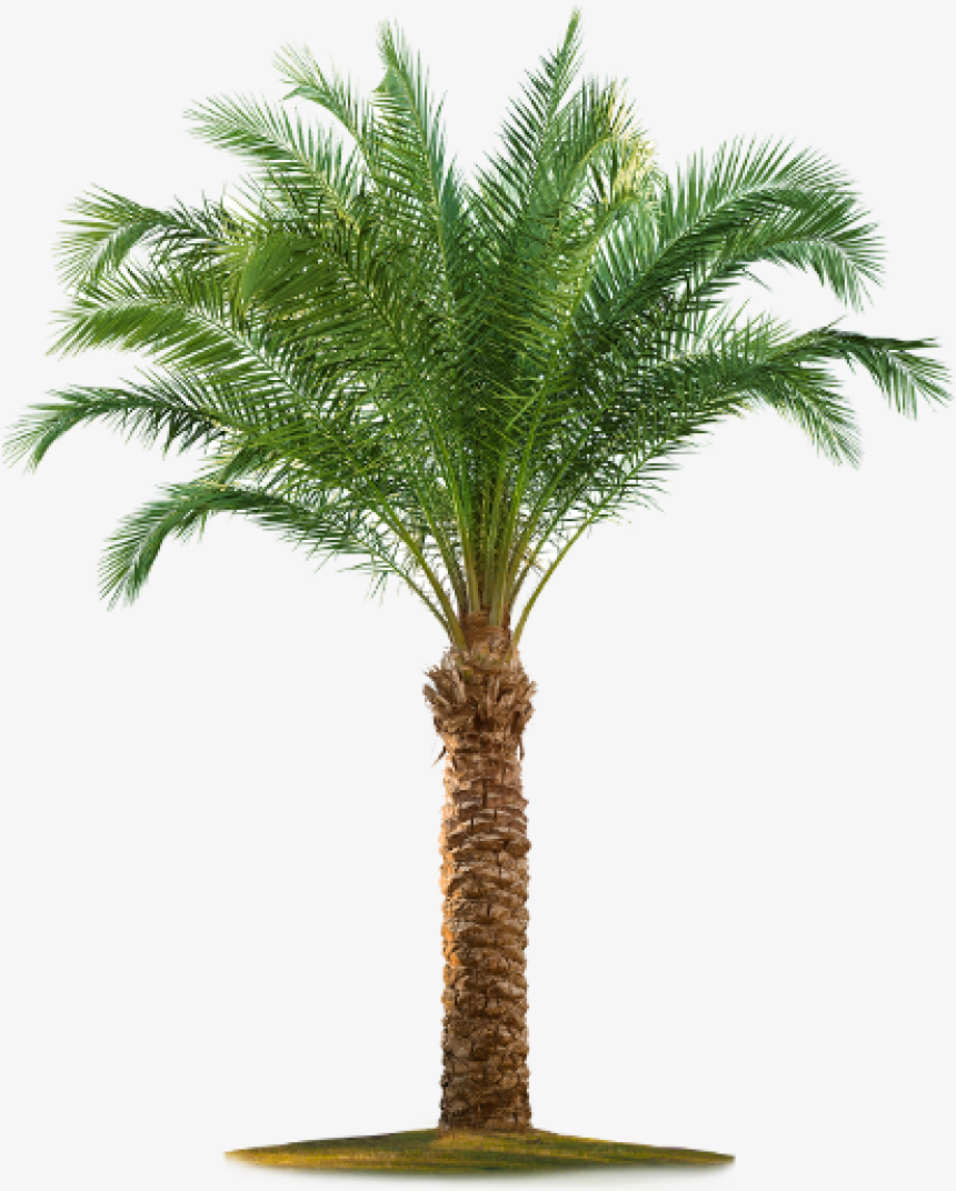 Palm Tree With Planting  Service