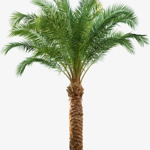 Palm Tree With Planting  Service